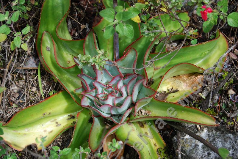 Echeveria sub rigida